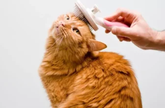 Grooming Essentials for Cats: Tools and Techniques