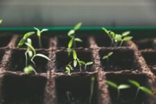How Can You Propagate Plants Like a Pro?