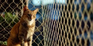 Top Smart Pet Gadgets for Enhanced Safety and Security